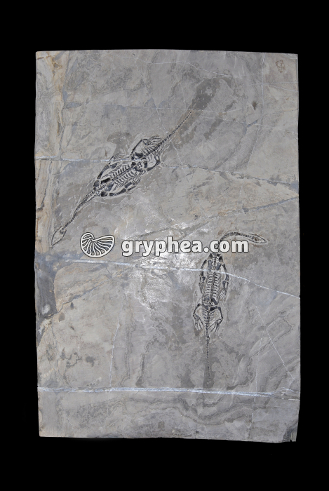 Nothosaures - gryphea.org